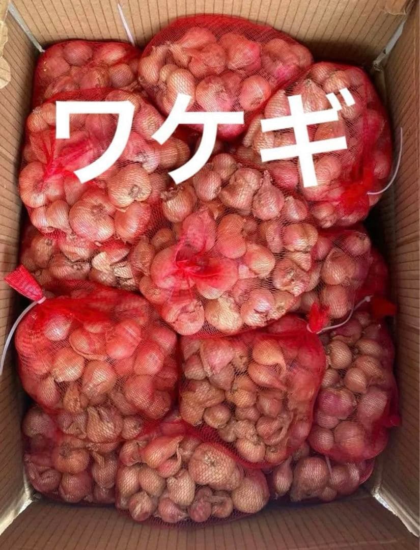 生ワケギ球根お料理でも苗でもok5kg評価