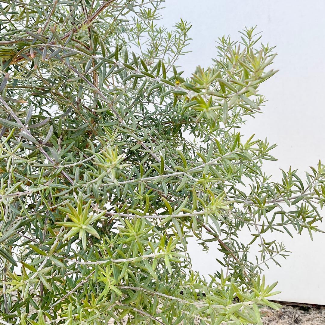 ウエストリンギア　スタンダード仕立て　/ 959