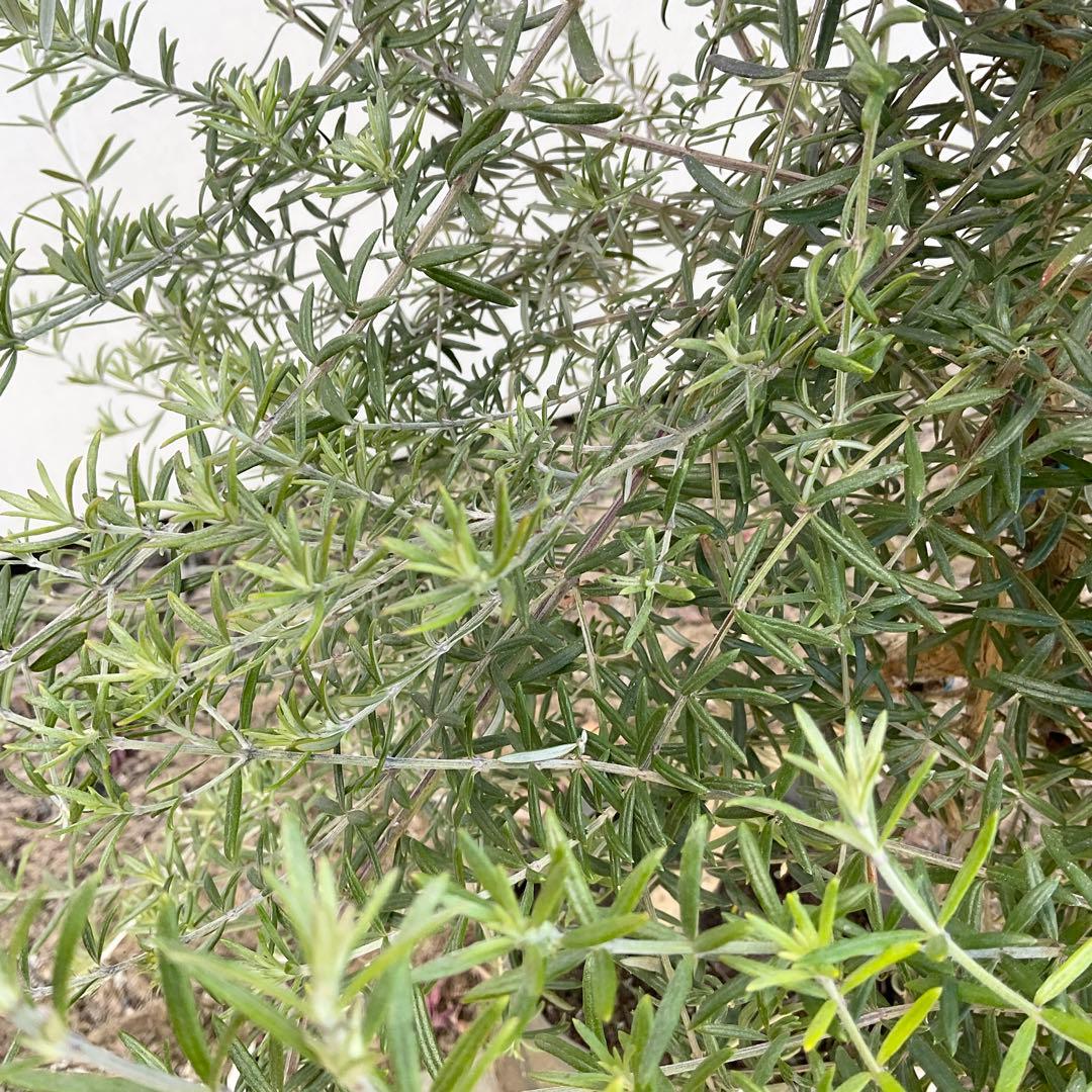 ウエストリンギア　スタンダード仕立て　/ 959