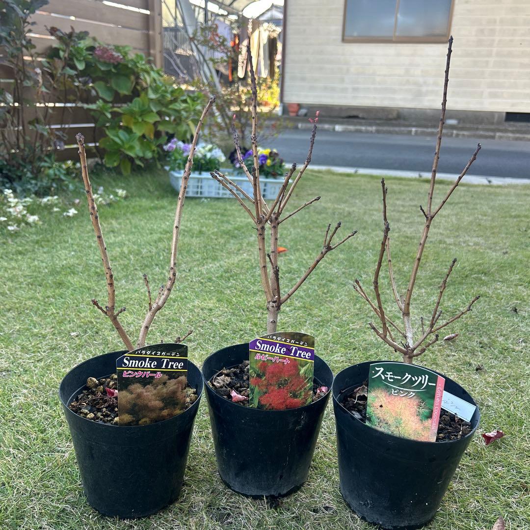 スモークツリー苗木　スモークツリー　苗　5号鉢　3苗価格