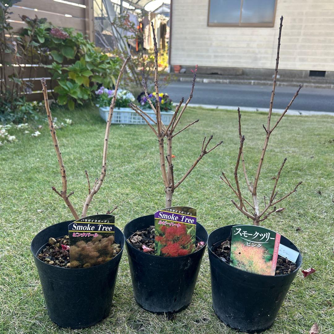 スモークツリー苗木　スモークツリー　苗　5号鉢　3苗価格