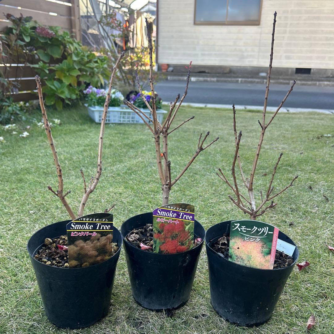 スモークツリー苗木　スモークツリー　苗　5号鉢　3苗価格