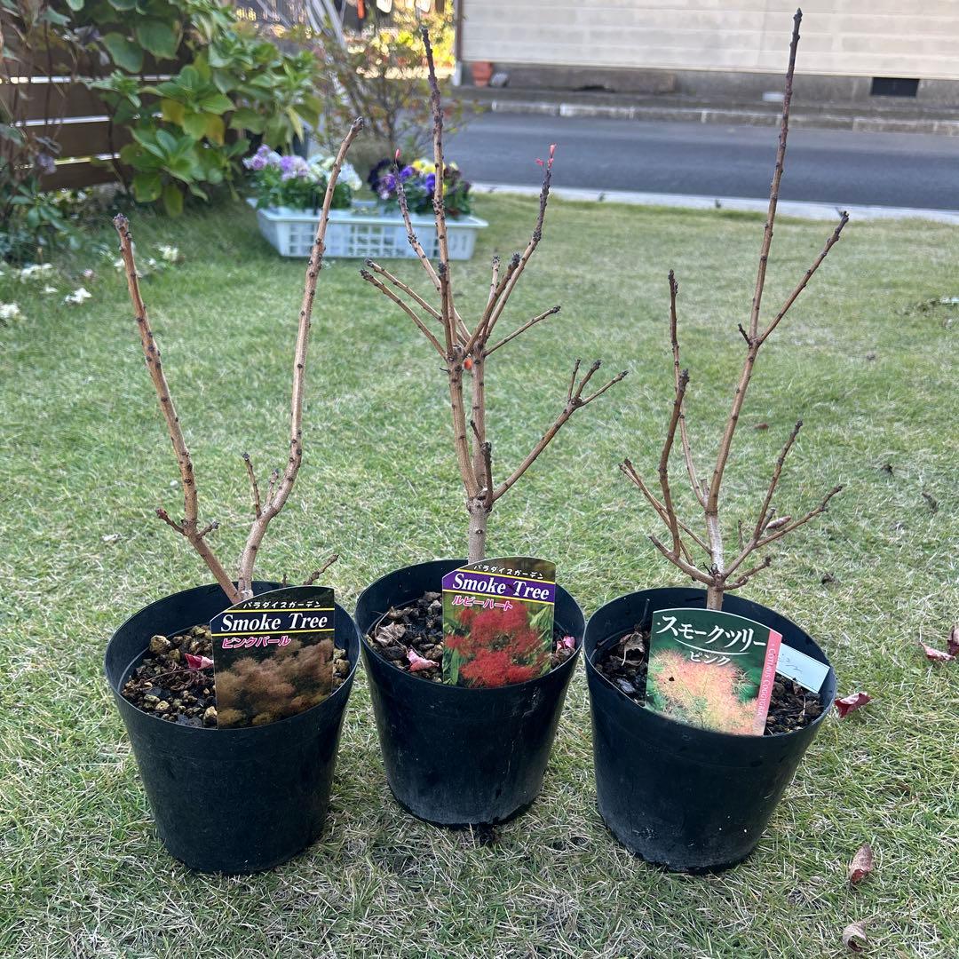 スモークツリー苗木　スモークツリー　苗　5号鉢　3苗価格