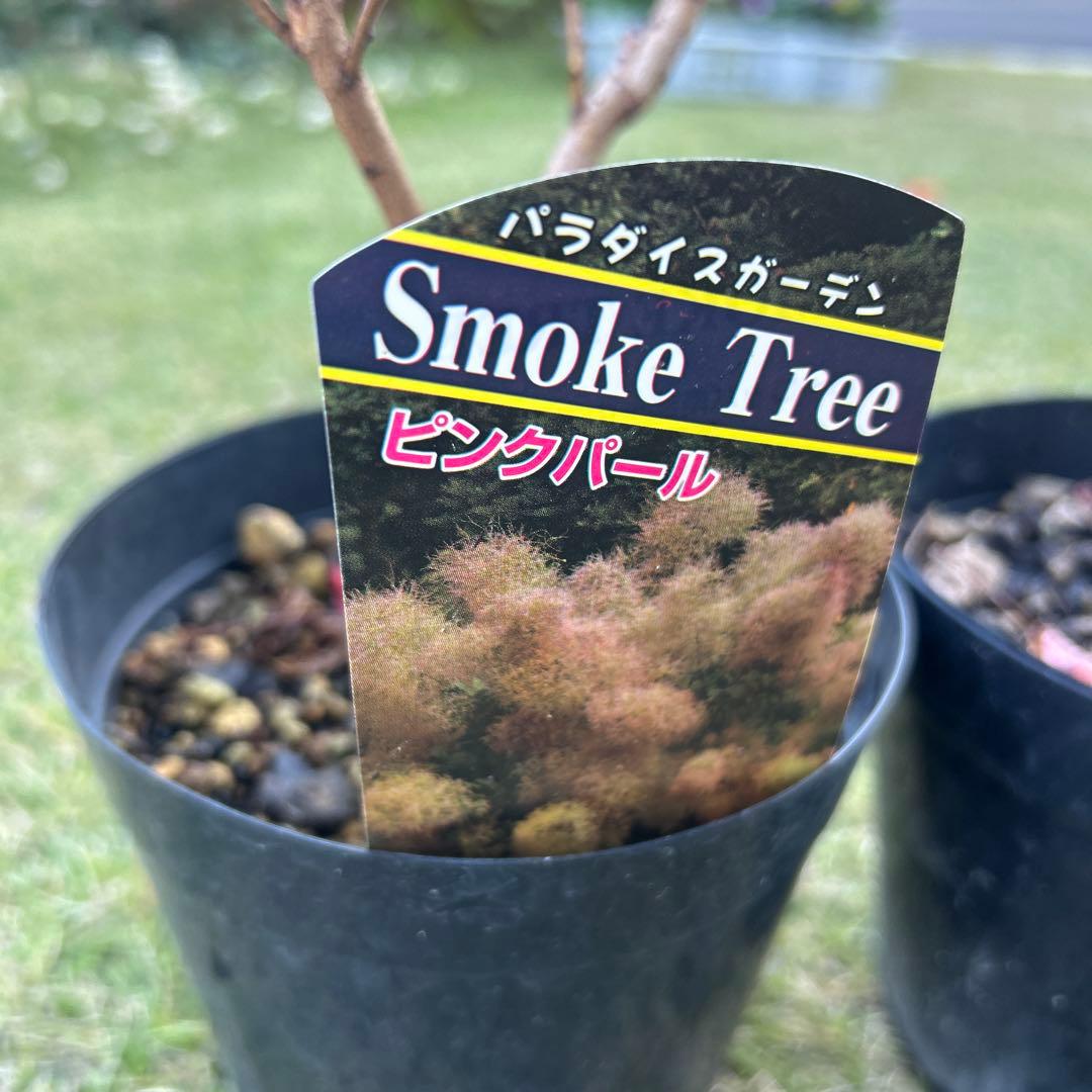 スモークツリー苗木　スモークツリー　苗　5号鉢　3苗価格