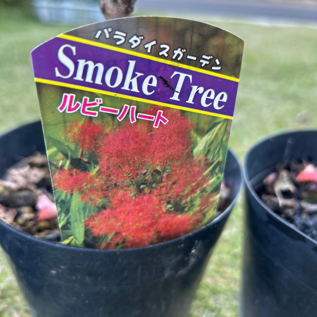 スモークツリー苗木　スモークツリー　苗　5号鉢　3苗価格