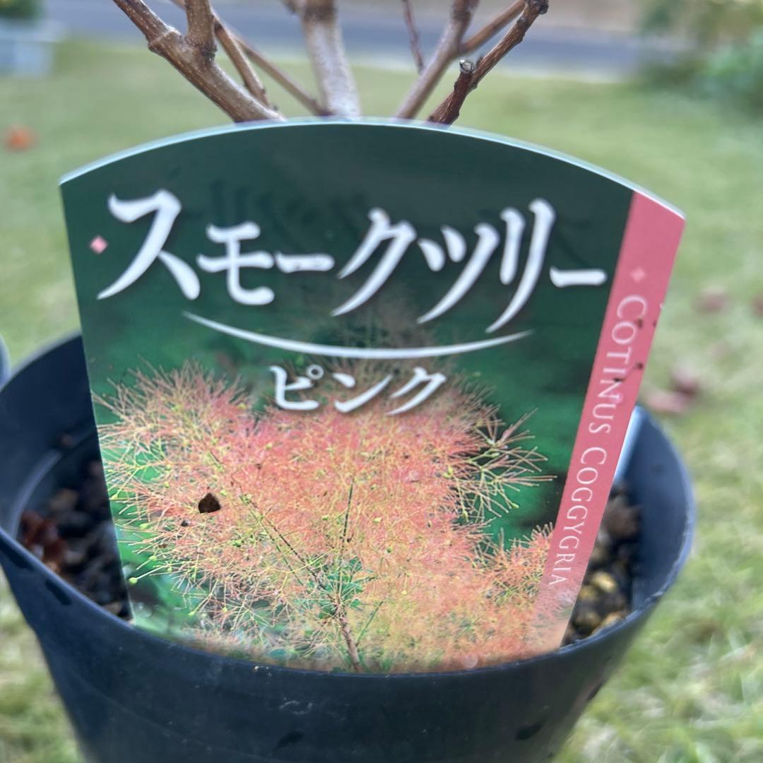 スモークツリー苗木　スモークツリー　苗　5号鉢　3苗価格