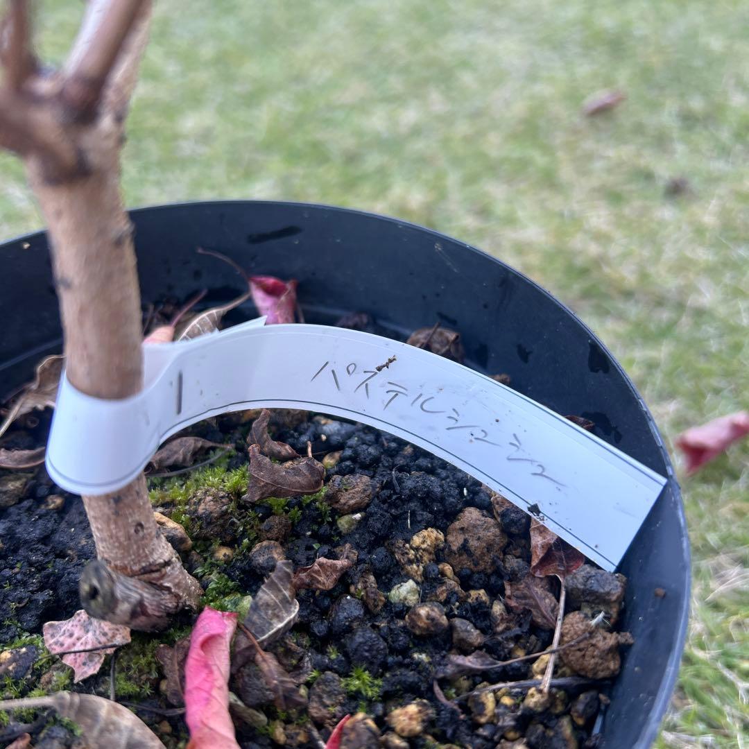 スモークツリー苗木　スモークツリー　苗　5号鉢　3苗価格