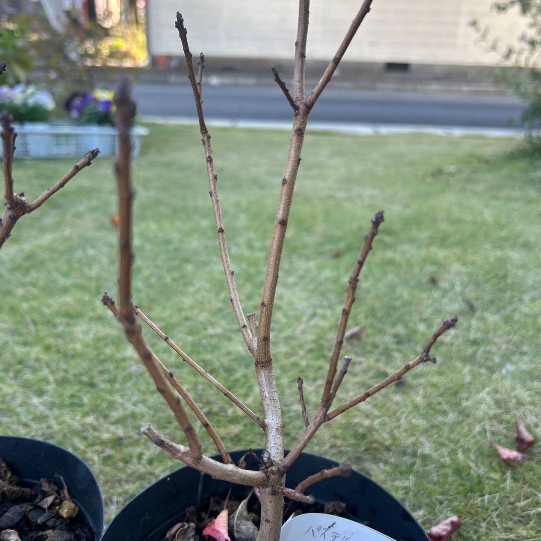 スモークツリー苗木　スモークツリー　苗　5号鉢　3苗価格