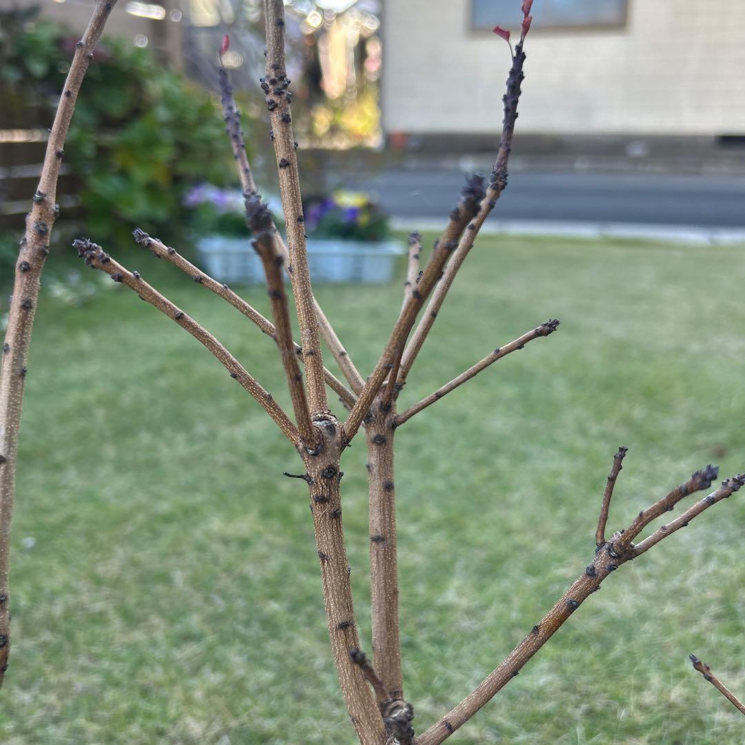 スモークツリー苗木　スモークツリー　苗　5号鉢　3苗価格