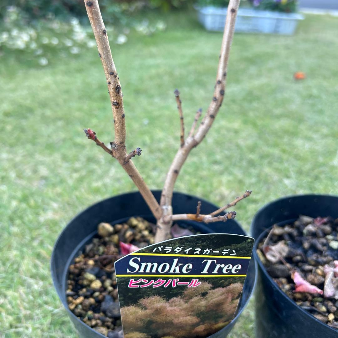 スモークツリー苗木　スモークツリー　苗　5号鉢　3苗価格