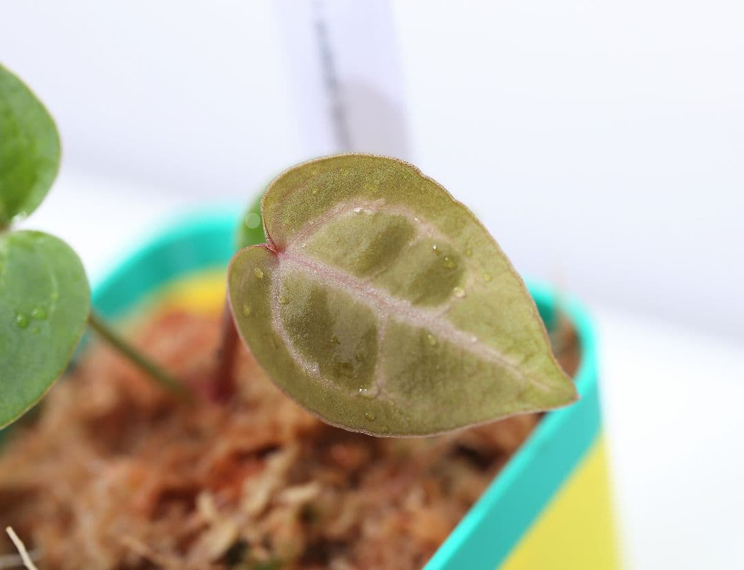 Anthurium 'Angel's Dream' × 'Scarlet'