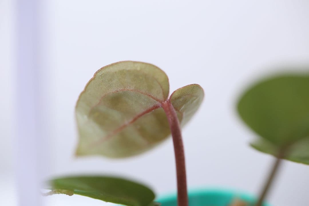 Anthurium 'Angel's Dream' × 'Scarlet'