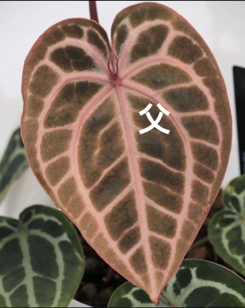 Anthurium 'Angel's Dream' × 'Scarlet'