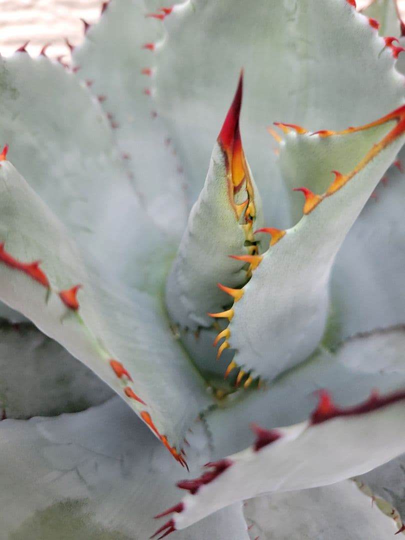 アガベ　パリー　ハイブリッド　子株　No.28