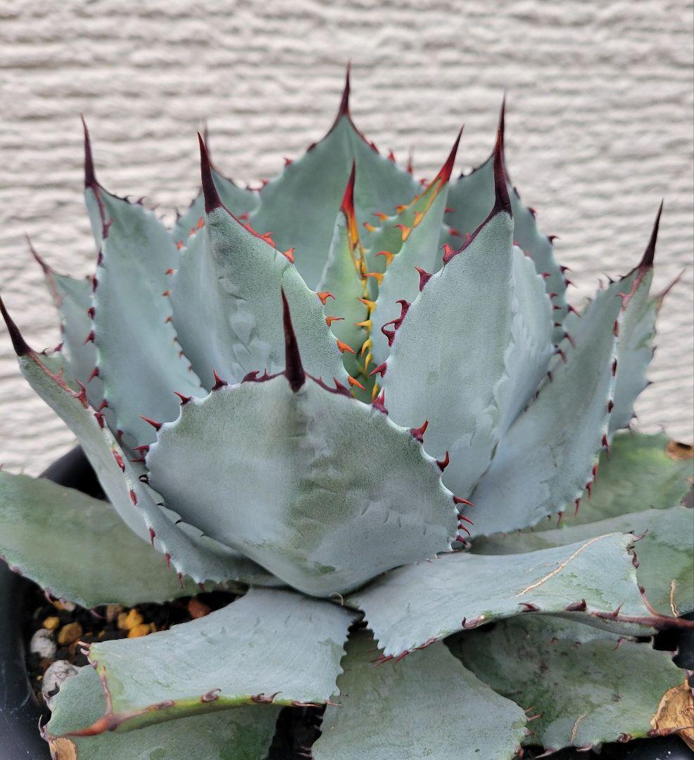 アガベ　パリー　ハイブリッド　子株　No.28