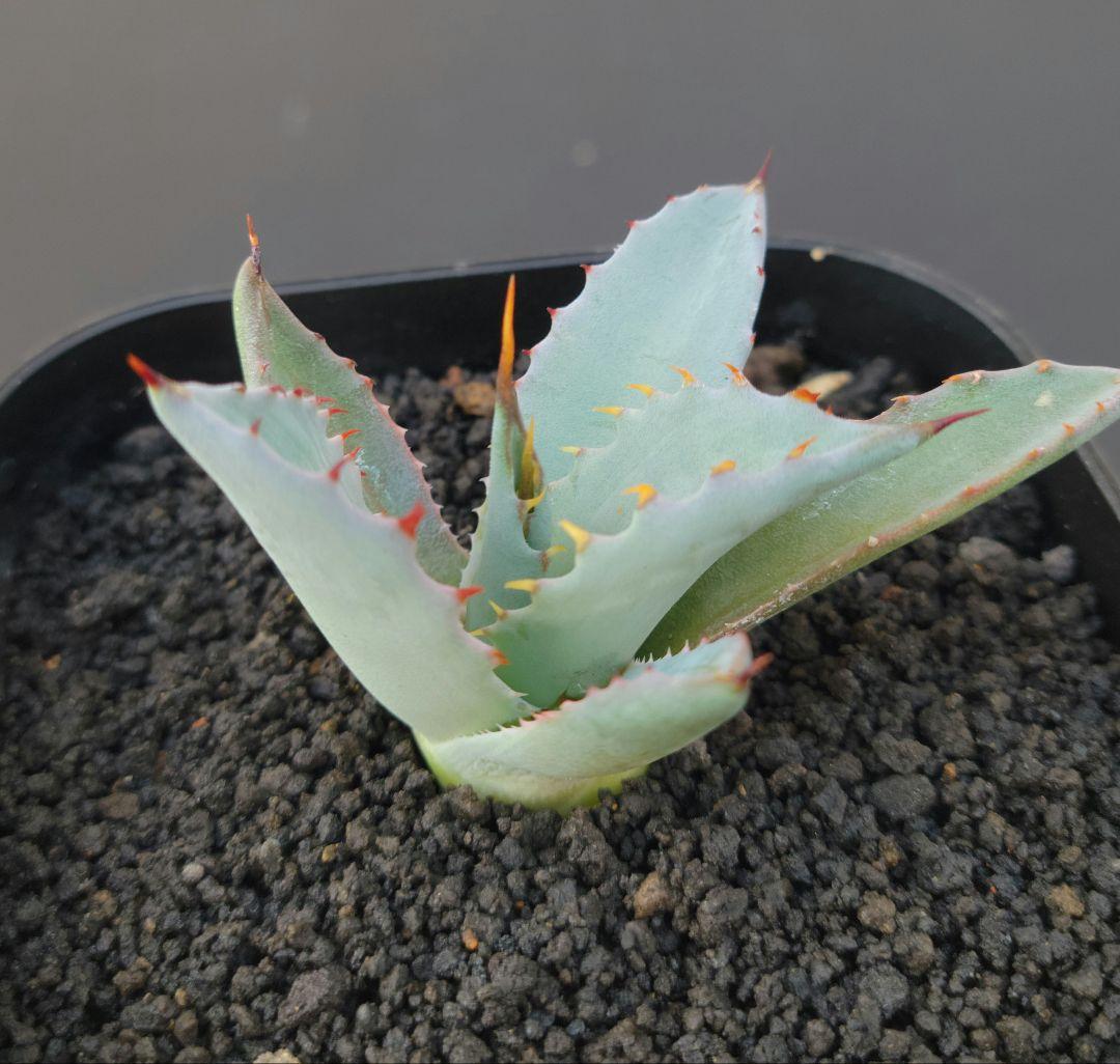 アガベ　パリー　ハイブリッド　子株　No.28