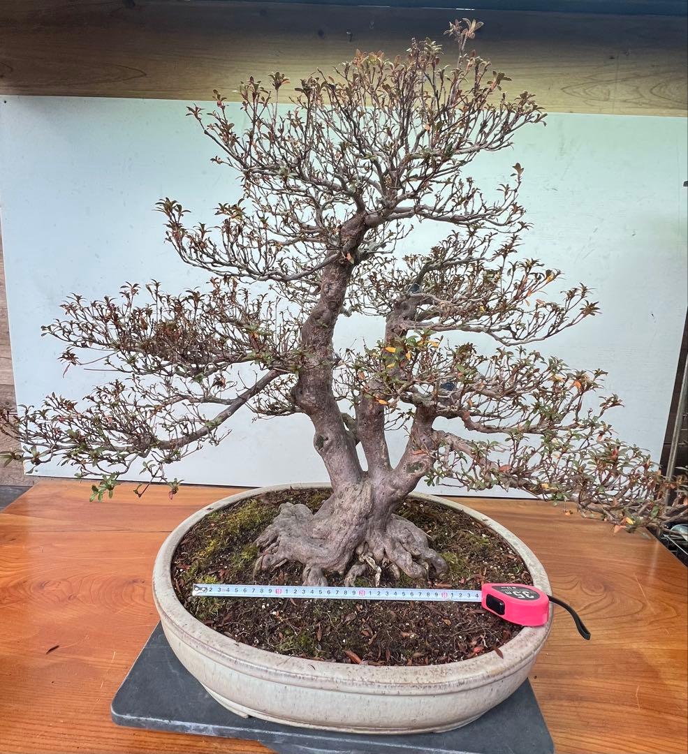 皐月盆栽　金菜(花保証) 高さ約62センチ