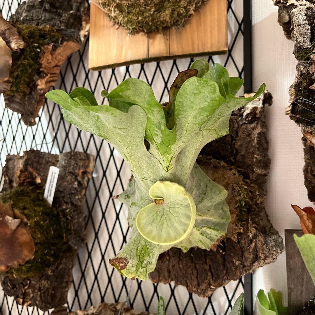 vandakaplants スパーバムドワーフ