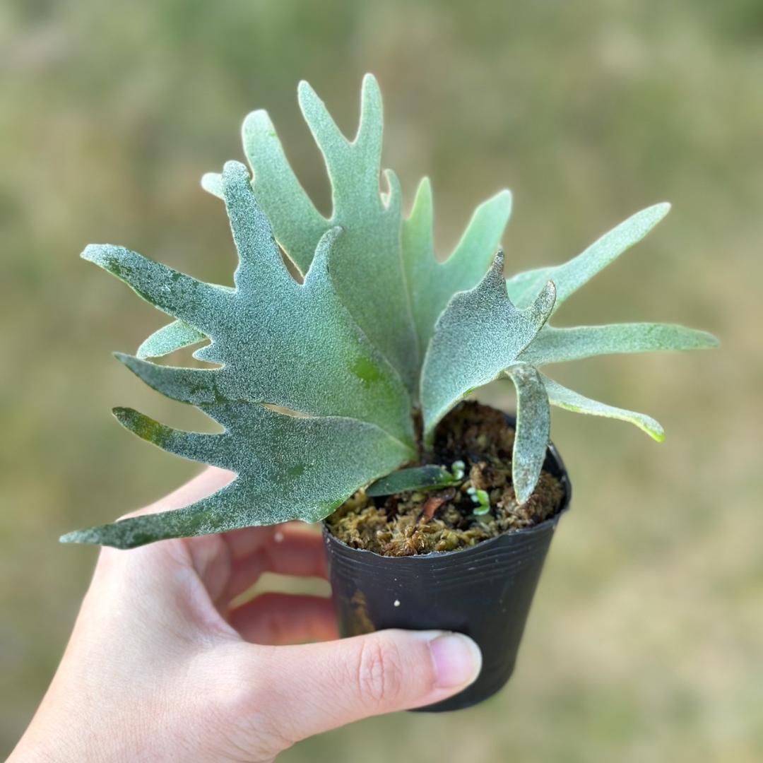P. willinckii ’Bacteria’ spore