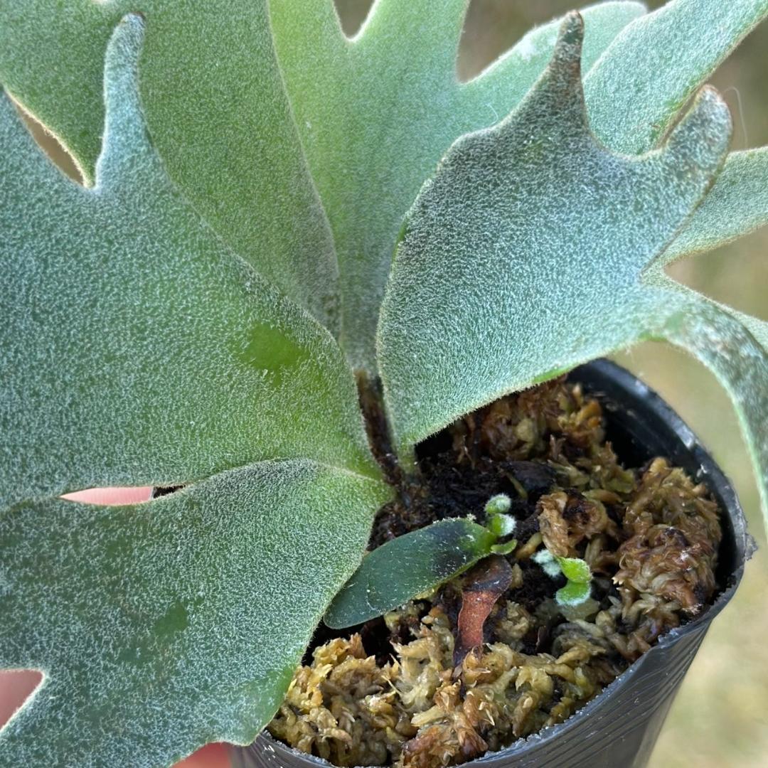 P. willinckii ’Bacteria’ spore