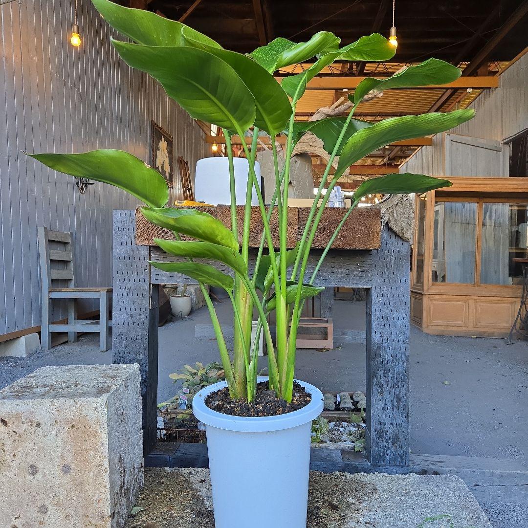 ①　ストレリチアオーガスタ　8号４株植え 特大苗木最高等級極上品‼️