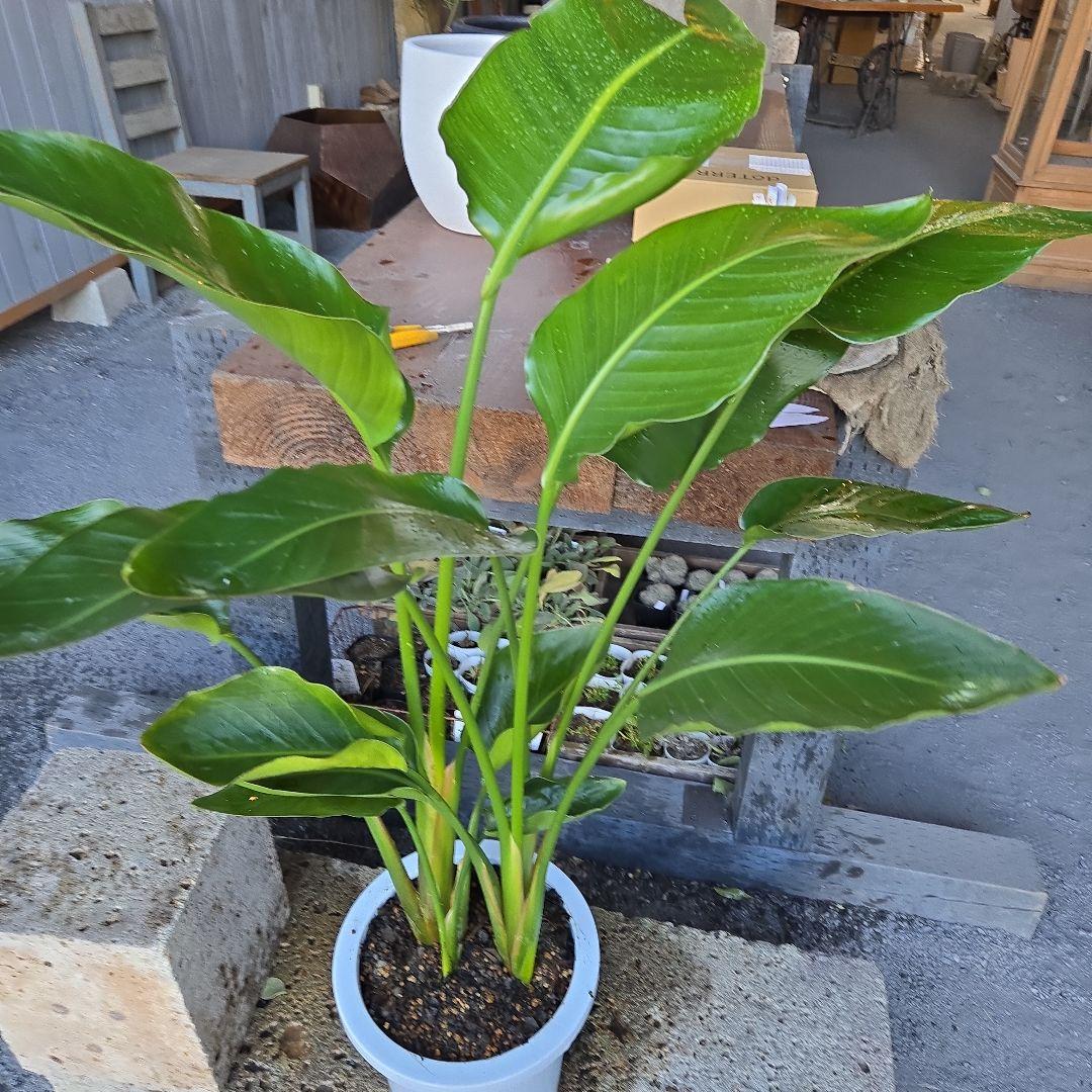 ①　ストレリチアオーガスタ　8号４株植え 特大苗木最高等級極上品‼️