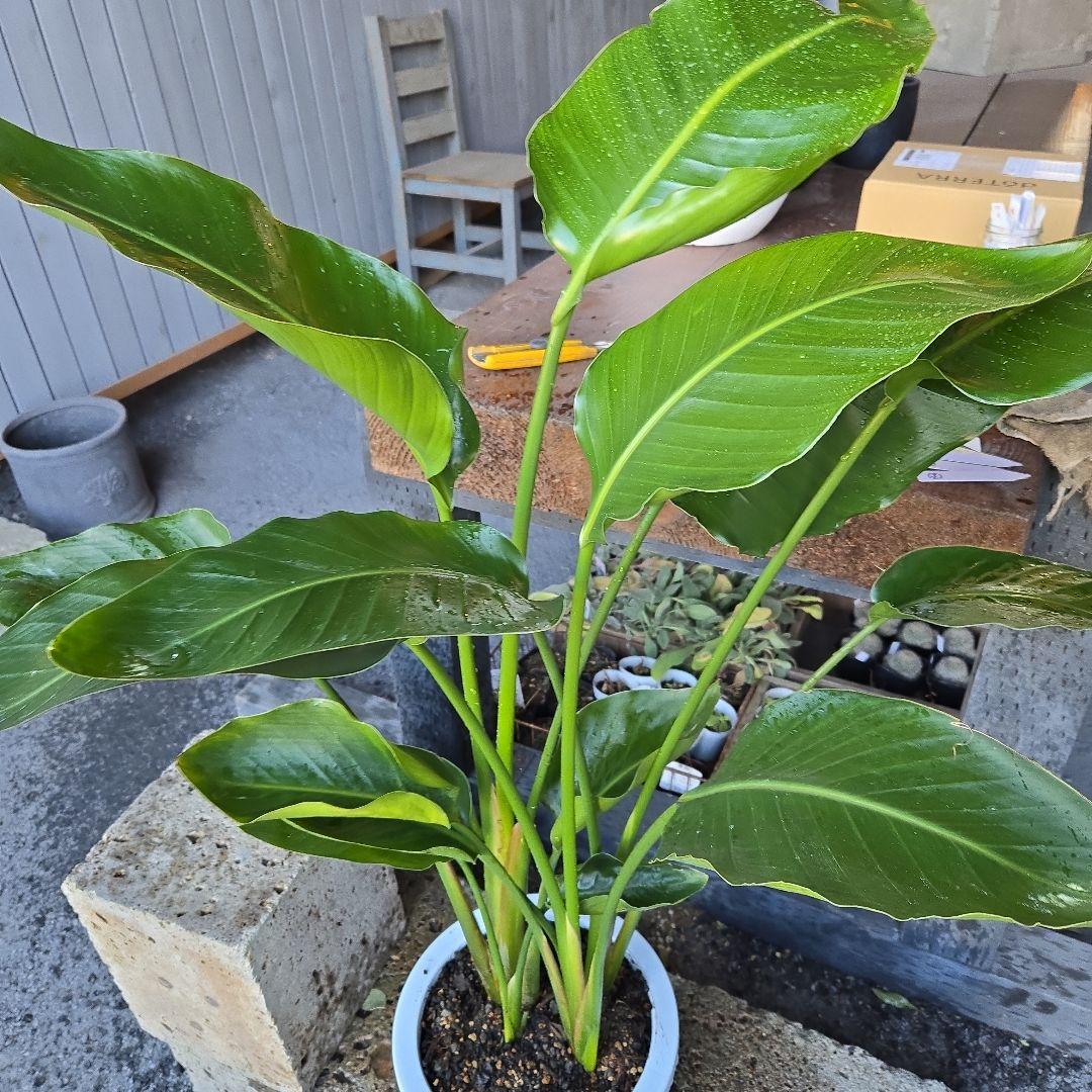 ①　ストレリチアオーガスタ　8号４株植え 特大苗木最高等級極上品‼️