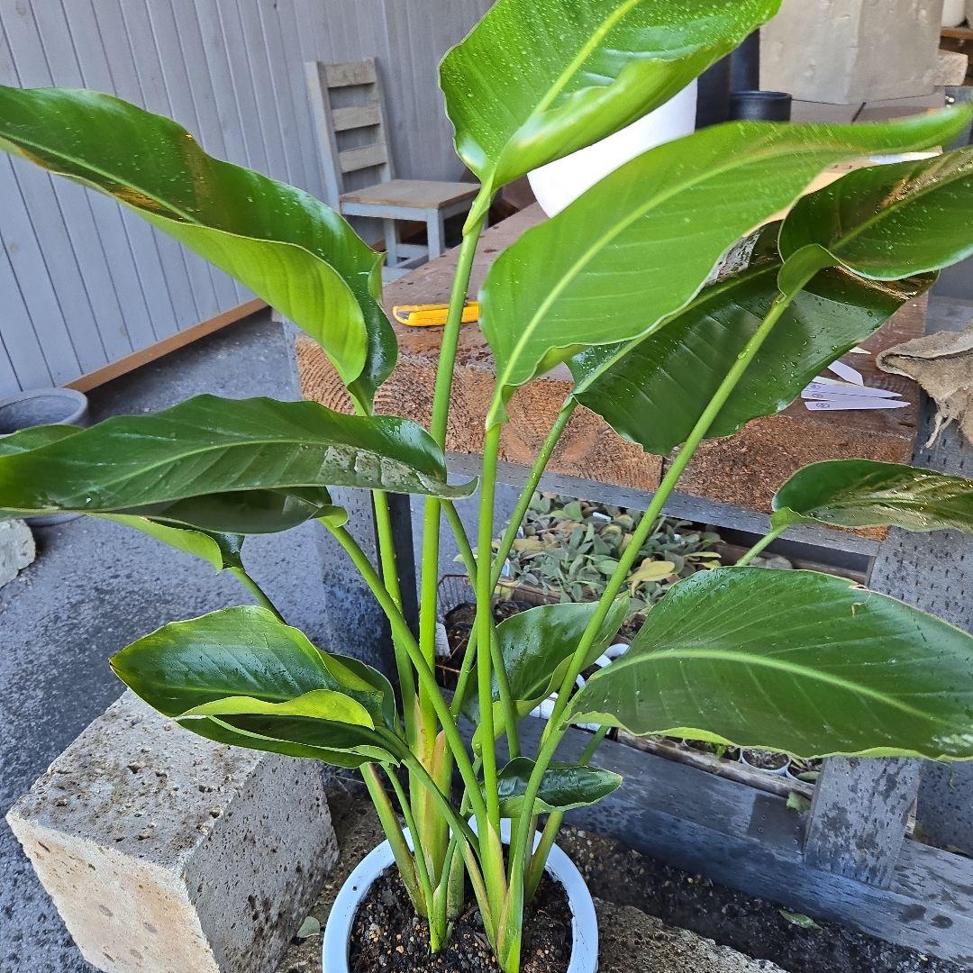 ①　ストレリチアオーガスタ　8号４株植え 特大苗木最高等級極上品‼️