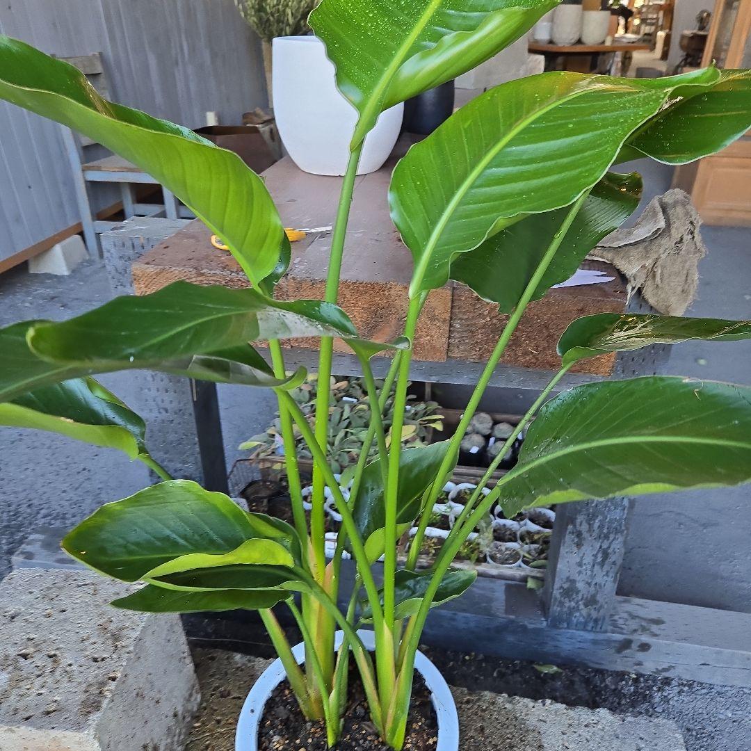 ①　ストレリチアオーガスタ　8号４株植え 特大苗木最高等級極上品‼️