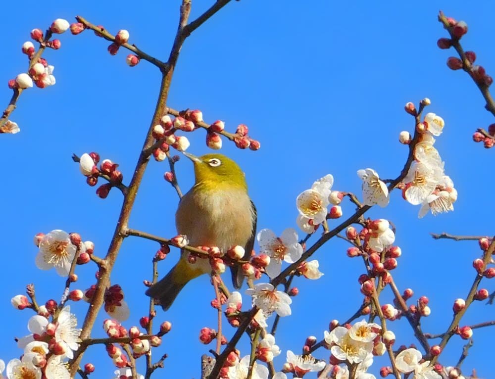 動作確認済　Nikon COOLPIX S7000 光学20倍ズーム ゴールド