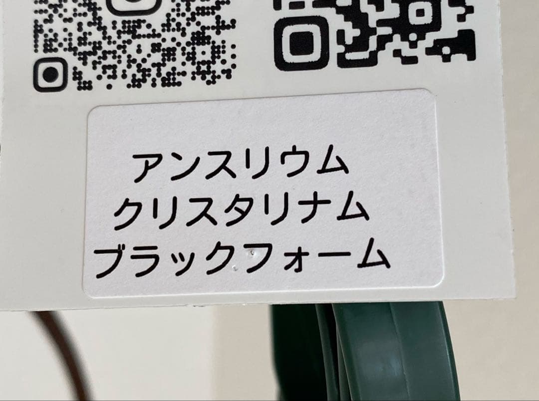 アンスリウム　クリスタリナム　ブラックフォーム