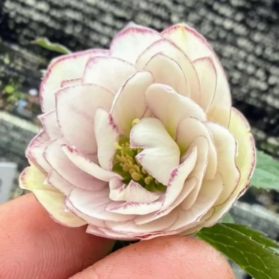 発送お任せ❣️■大木ナーセリー■ポーセリン交配 不稔 クリスマスローズ