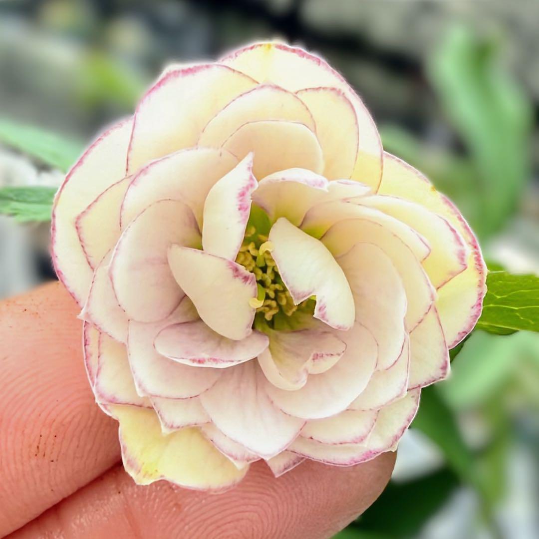 発送お任せ❣️■大木ナーセリー■ポーセリン交配 不稔 クリスマスローズ