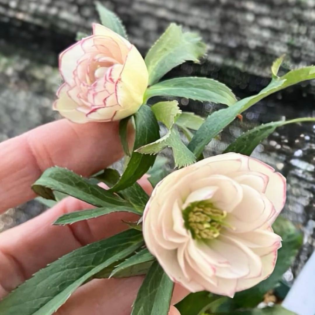 発送お任せ❣️■大木ナーセリー■ポーセリン交配 不稔 クリスマスローズ