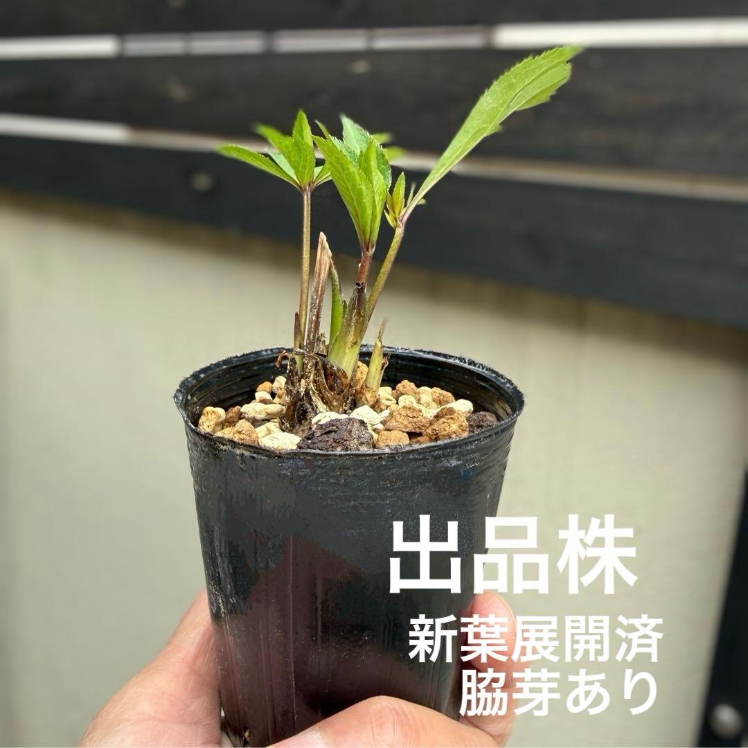 発送お任せ❣️■大木ナーセリー■ポーセリン交配 不稔 クリスマスローズ