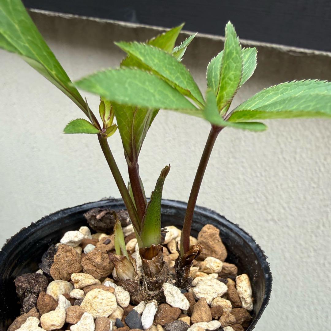 発送お任せ❣️■大木ナーセリー■ポーセリン交配 不稔 クリスマスローズ