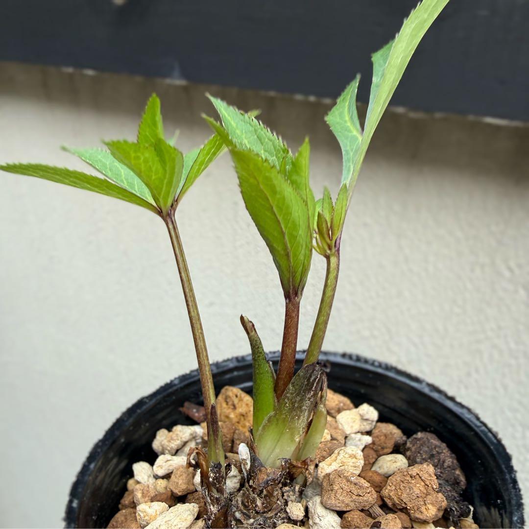 発送お任せ❣️■大木ナーセリー■ポーセリン交配 不稔 クリスマスローズ