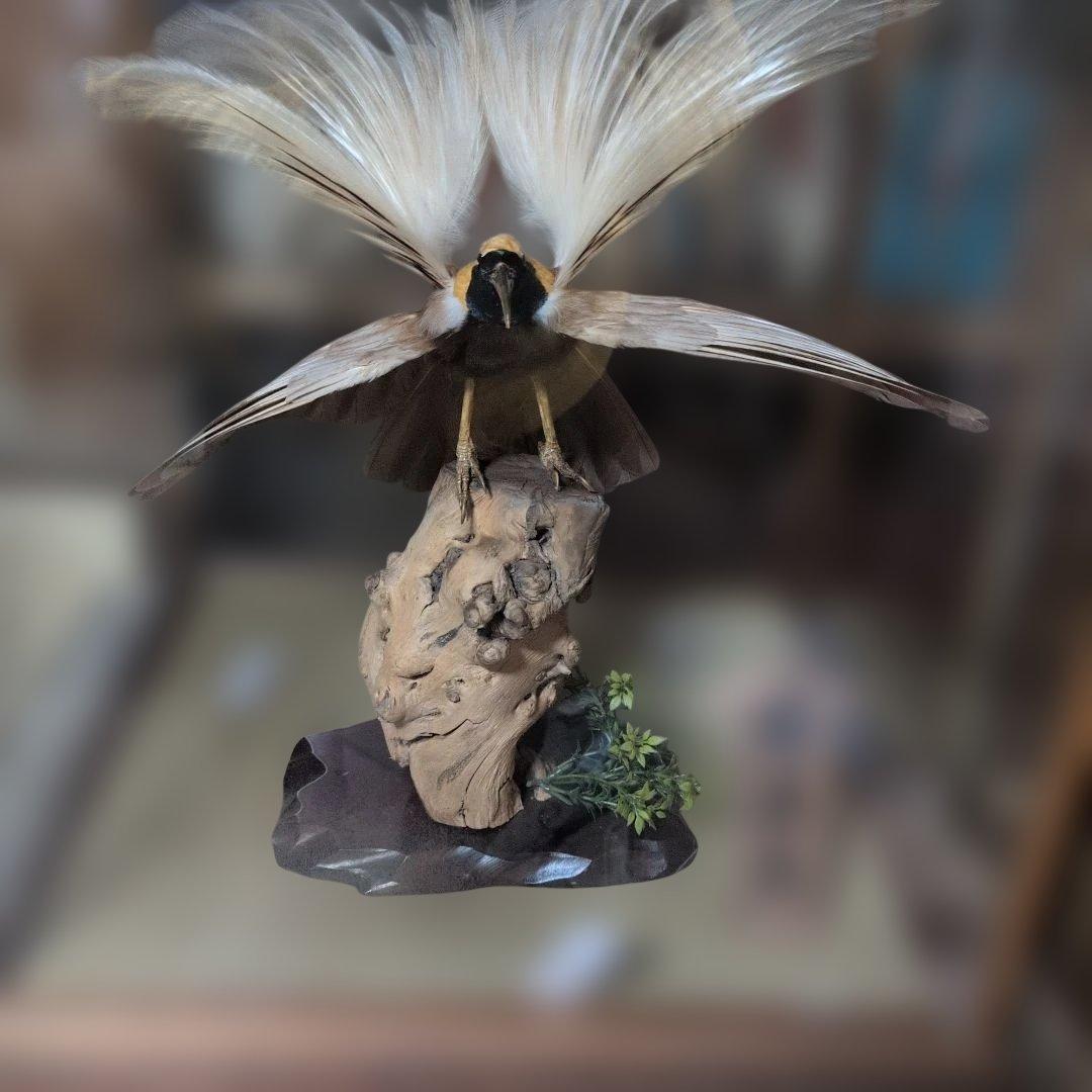 極楽鳥剥製
