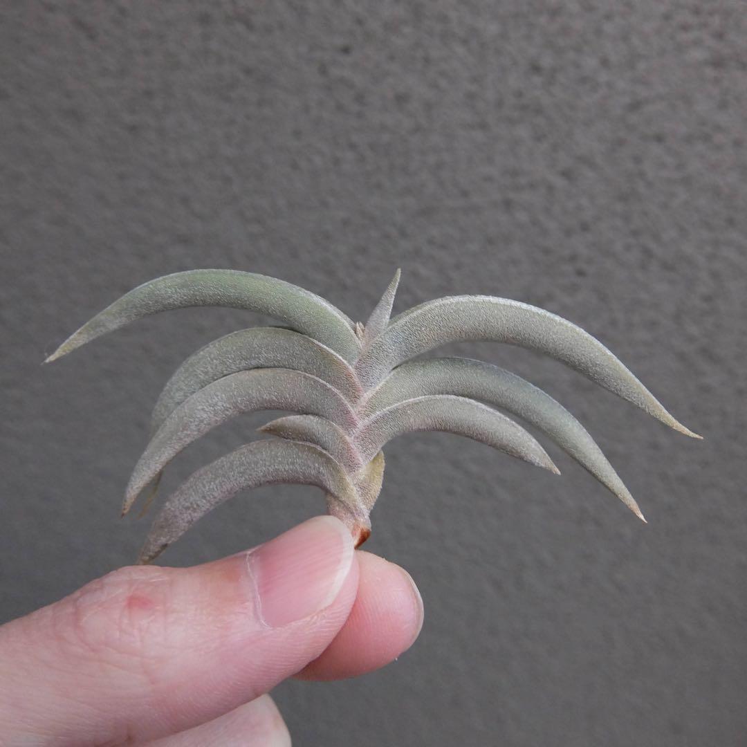 Tillandsia gilliesii 花芽つき