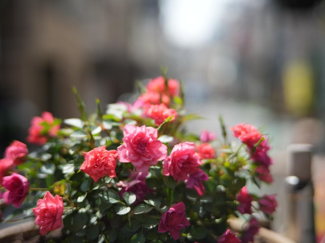 値下げ　実写テスト済　銘匠光学　TTArtisan 50mm f/2