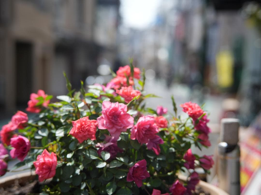 値下げ　実写テスト済　銘匠光学　TTArtisan 50mm f/2