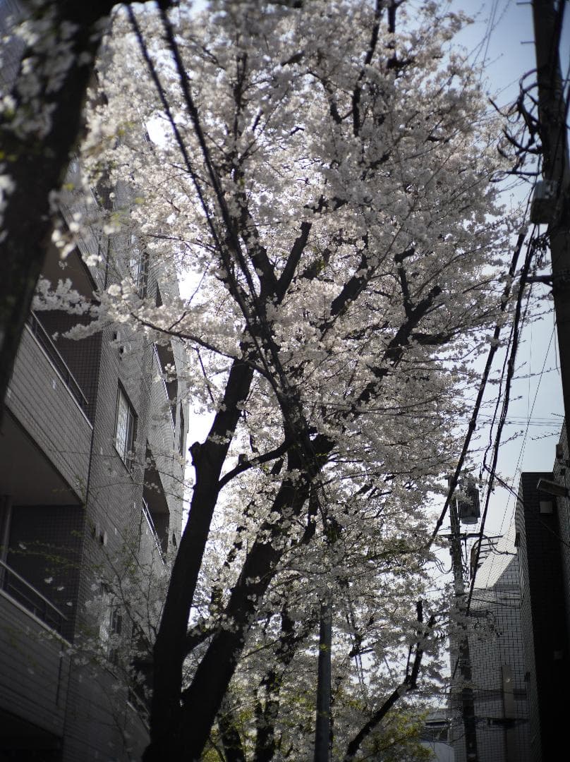 値下げ　実写テスト済　銘匠光学　TTArtisan 50mm f/2