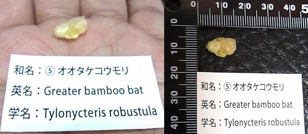 インドネシア　コウモリの頭骨 9点セット
