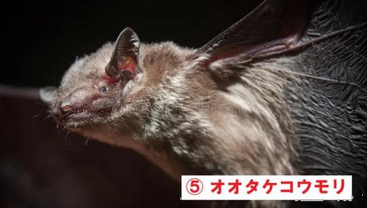 インドネシア　コウモリの頭骨 9点セット