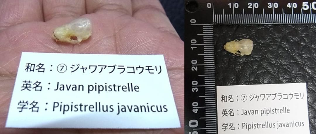 インドネシア　コウモリの頭骨 9点セット