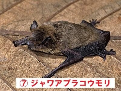 インドネシア　コウモリの頭骨 9点セット