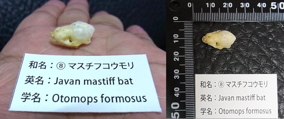 インドネシア　コウモリの頭骨 9点セット