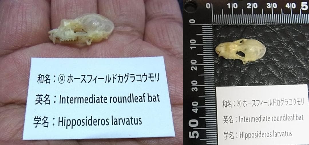 インドネシア　コウモリの頭骨 9点セット