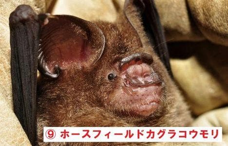 インドネシア　コウモリの頭骨 9点セット