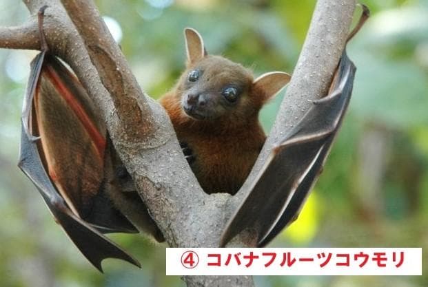 インドネシア　コウモリの頭骨 9点セット
